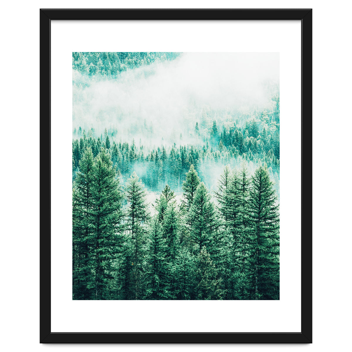 Forest And Fog