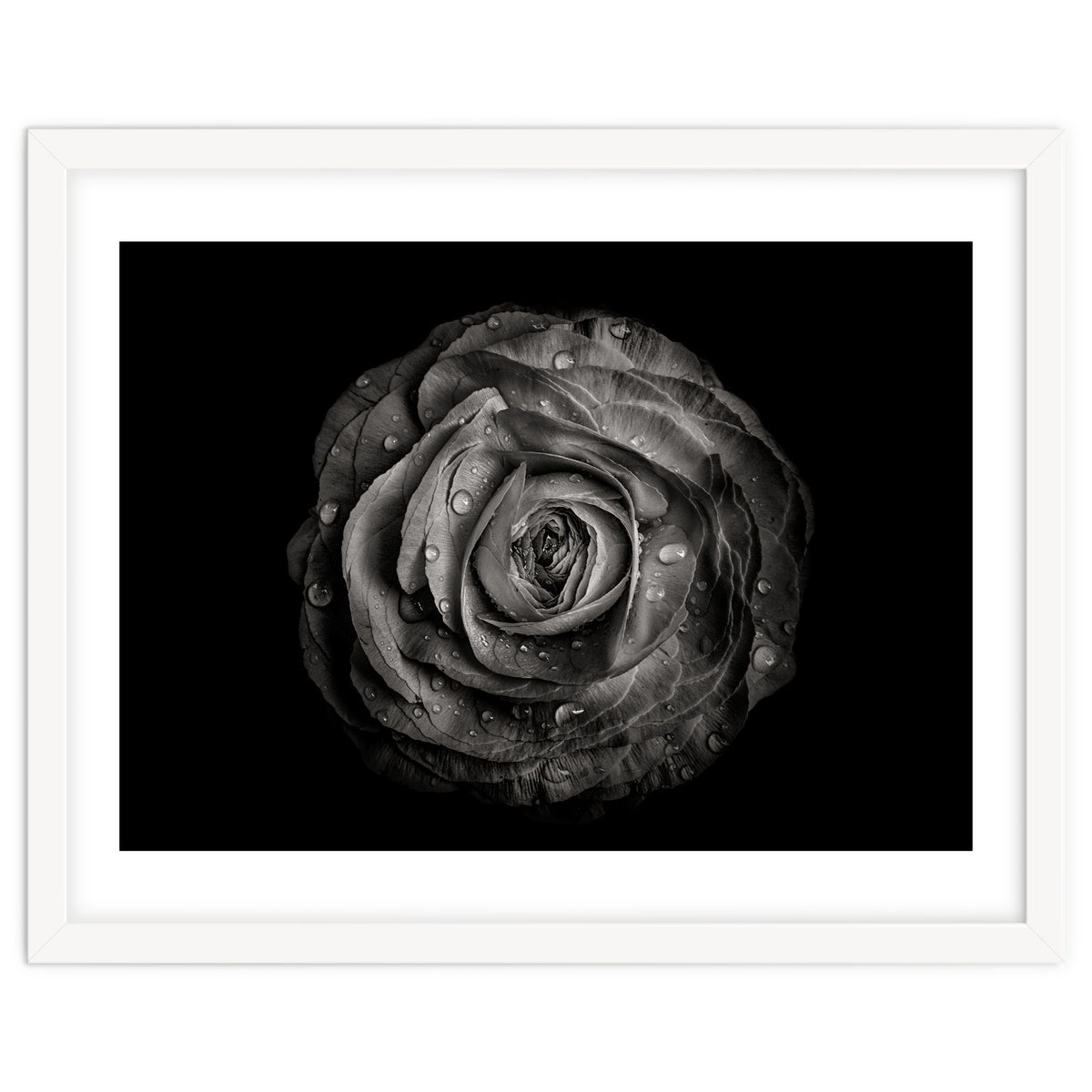 Backyard Flowers In Black And White 72