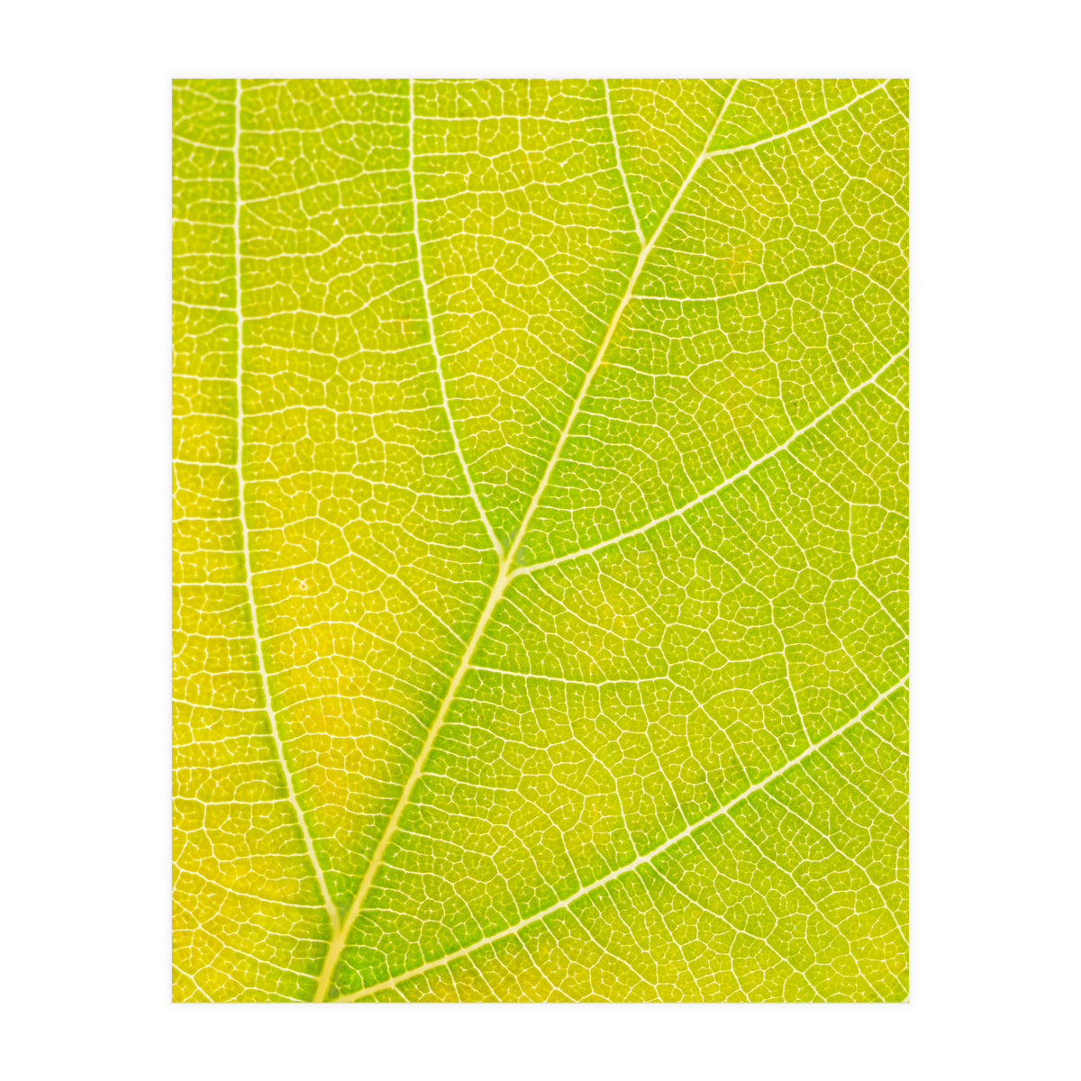 Autumn Leaf (Print Only)