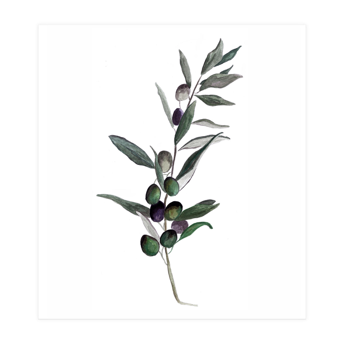 Botanical Illustration Olive (Print Only)
