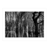 Weeping Willow (Print Only)