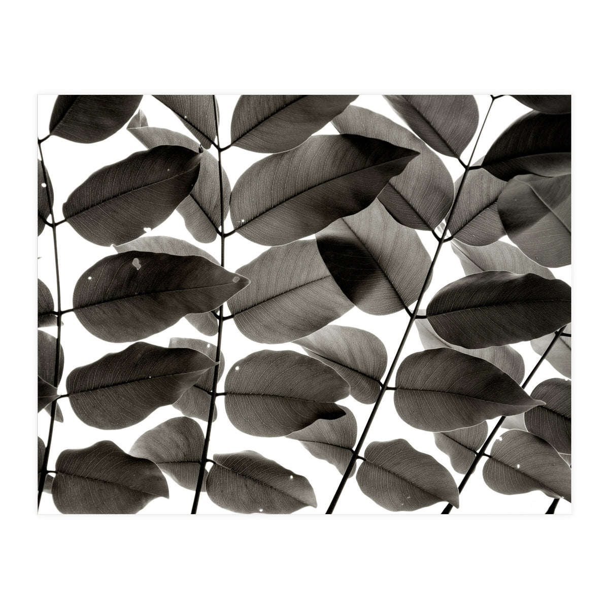 Branches and Leaves I (Print Only)