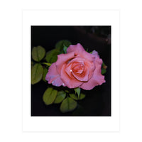 Pink Dew Rose (Print Only)