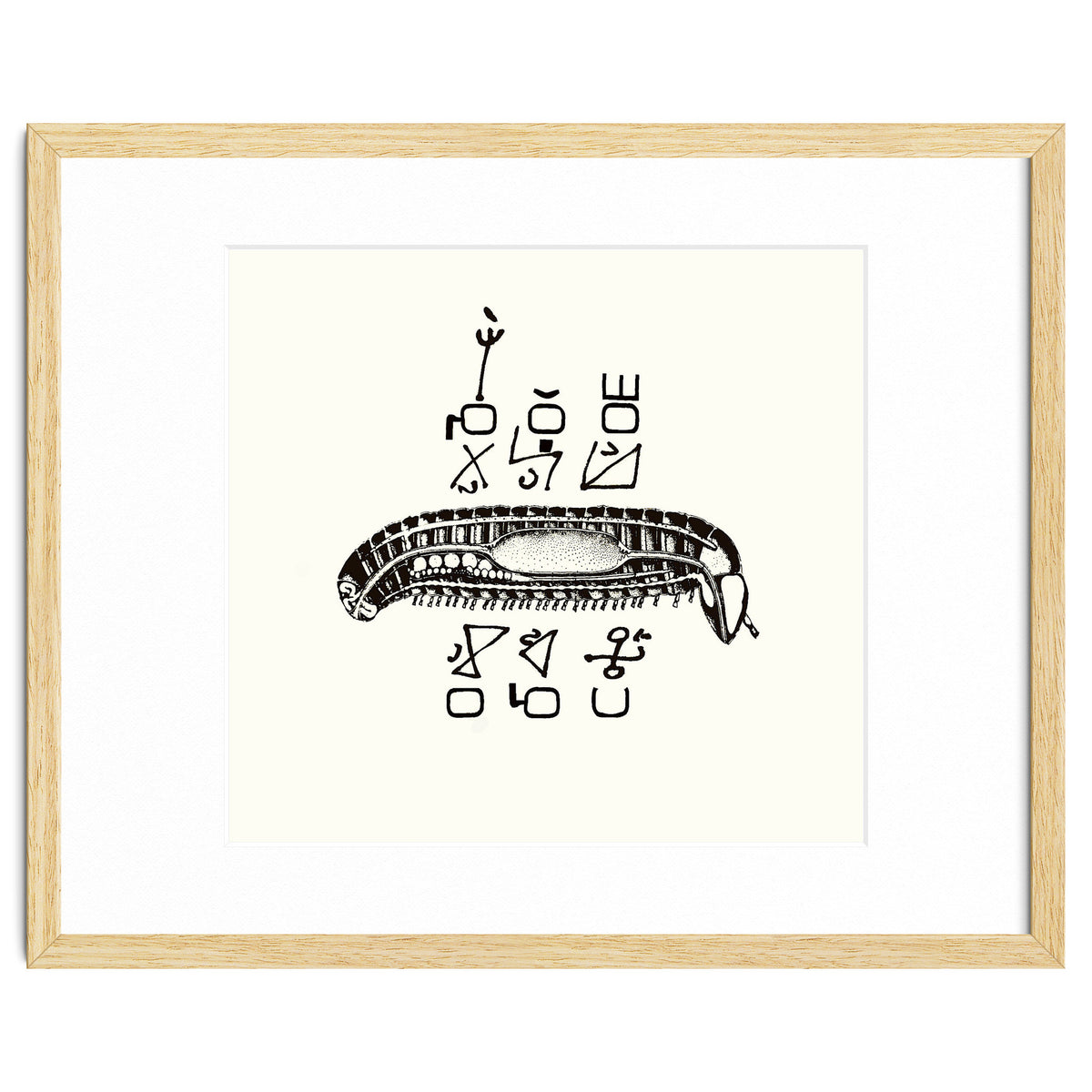 Diplopod David Felix