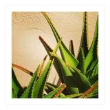cacti and sunshine (Print Only) thumbnail