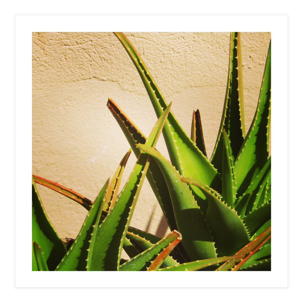 cacti and sunshine (Print Only)