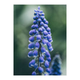 Blue Bells (Print Only) thumbnail