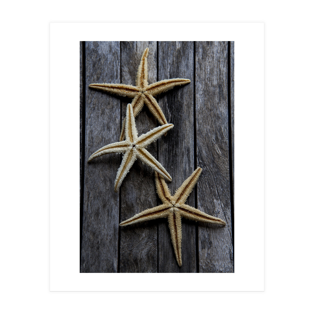 Starfishes in wooden (Print Only)