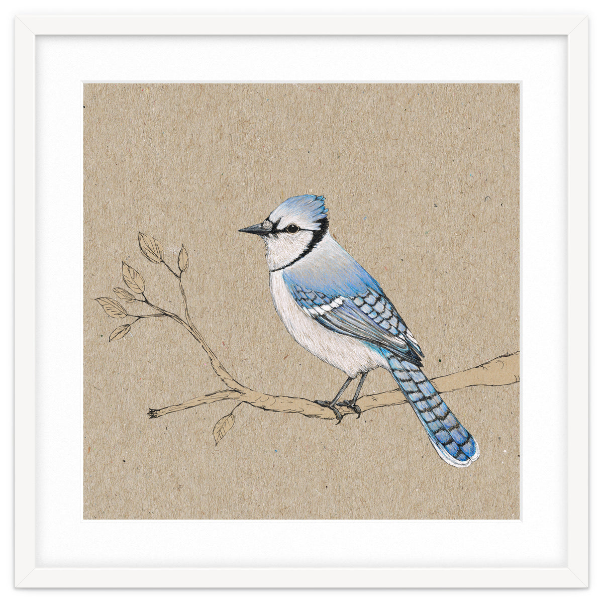 Blue jay