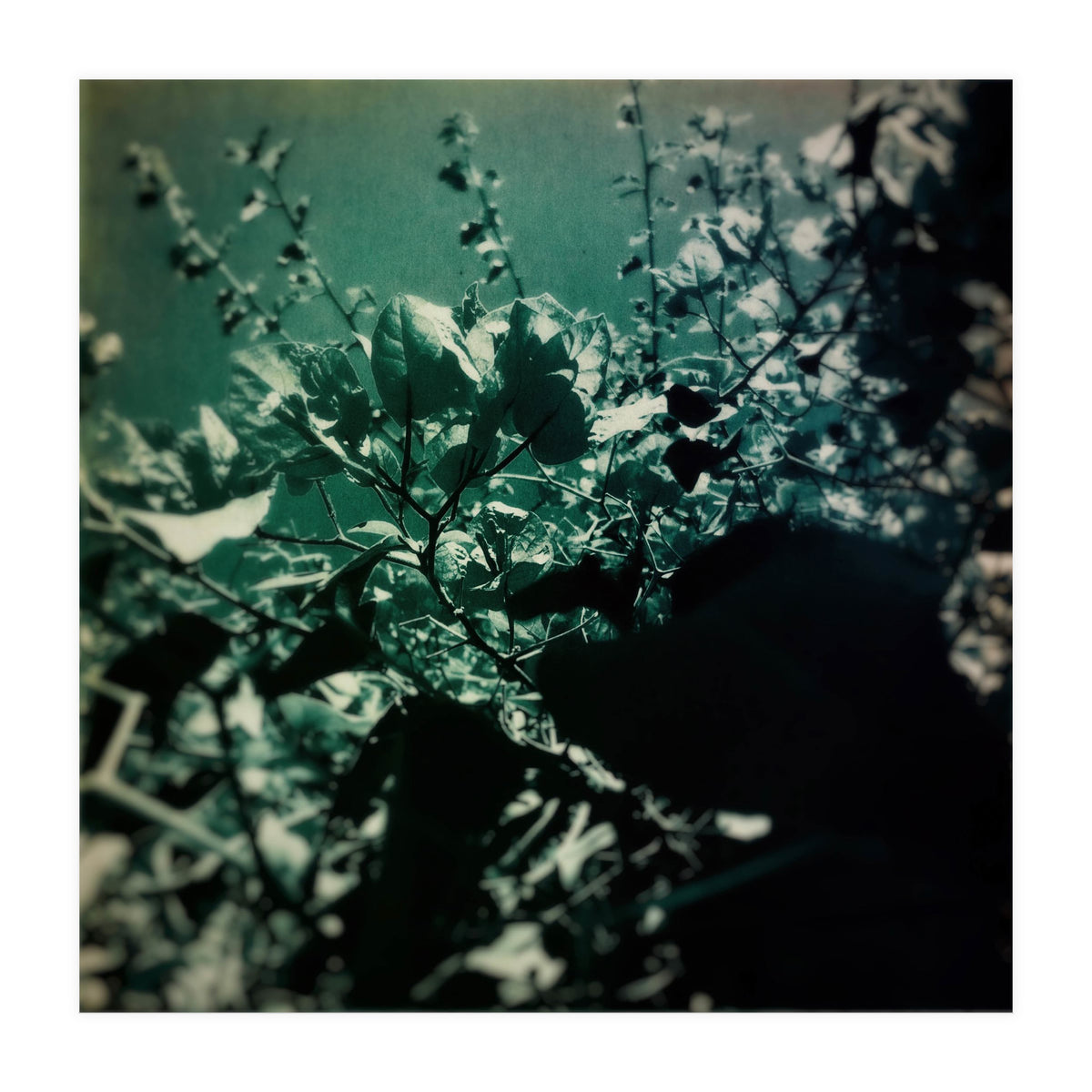 GREEN POEM (Print Only)