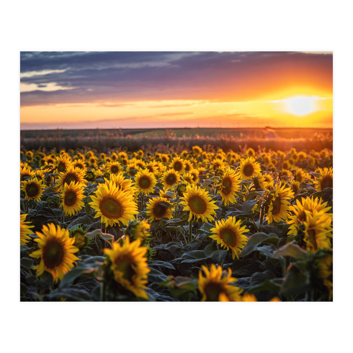 Sunflowers at Sunset (Print Only)