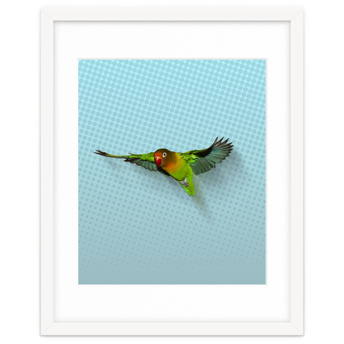 Flying lovebird