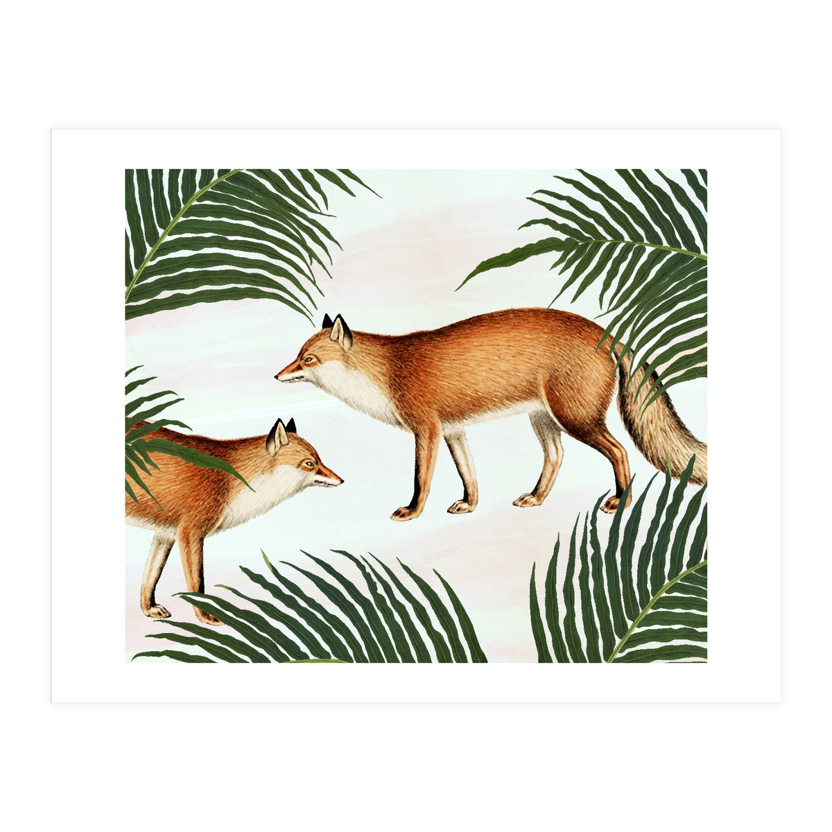 Red Fox Pair (Print Only)