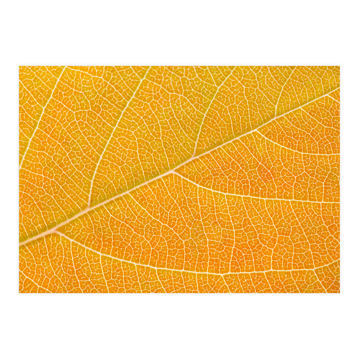 Autumn Leaf (Print Only)