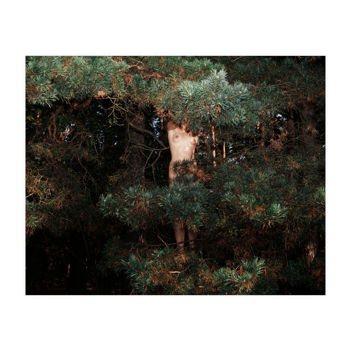 The Eyes of the Forest (Print Only)