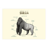 Anatomy of a Gorilla (Print Only) thumbnail