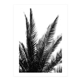 Black and White (Print Only) thumbnail
