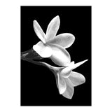 Black and White Flowers  (Print Only) thumbnail