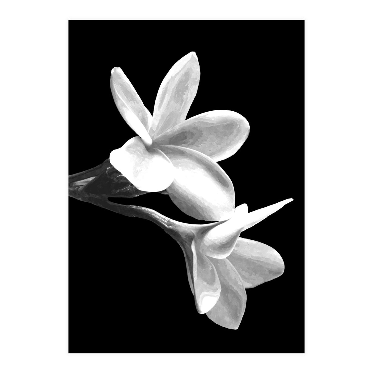 Black and White Flowers  (Print Only)