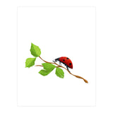 Ladybug (Print Only) thumbnail