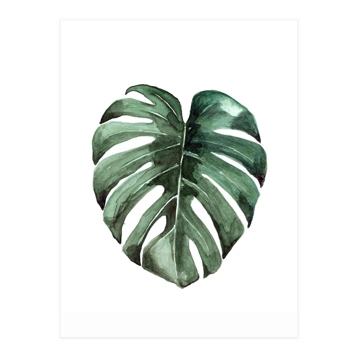 Botanical Illustration Monstera Deliciosa (Print Only)
