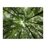 Beechwood (Print Only) thumbnail