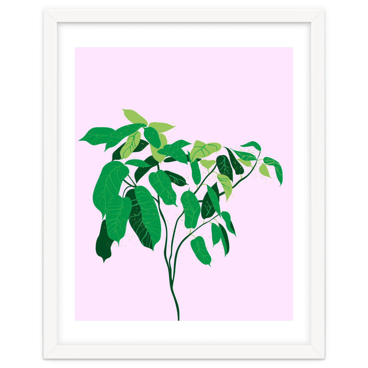 Ficus on Pink Background