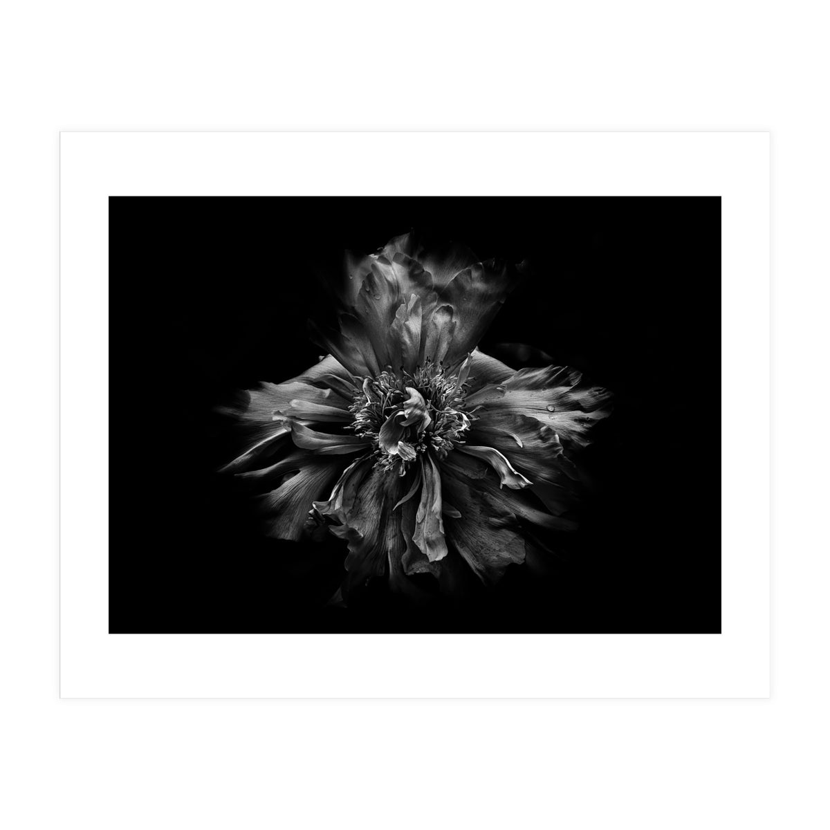 Backyard Flowers In Black And White No 49 (Print Only)