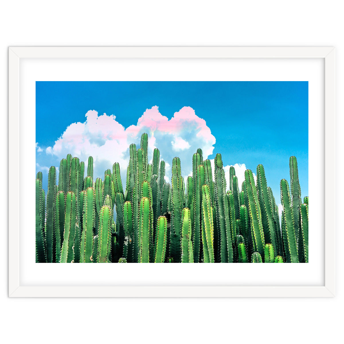 Cactus Summer
