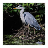 Heron (Print Only) thumbnail