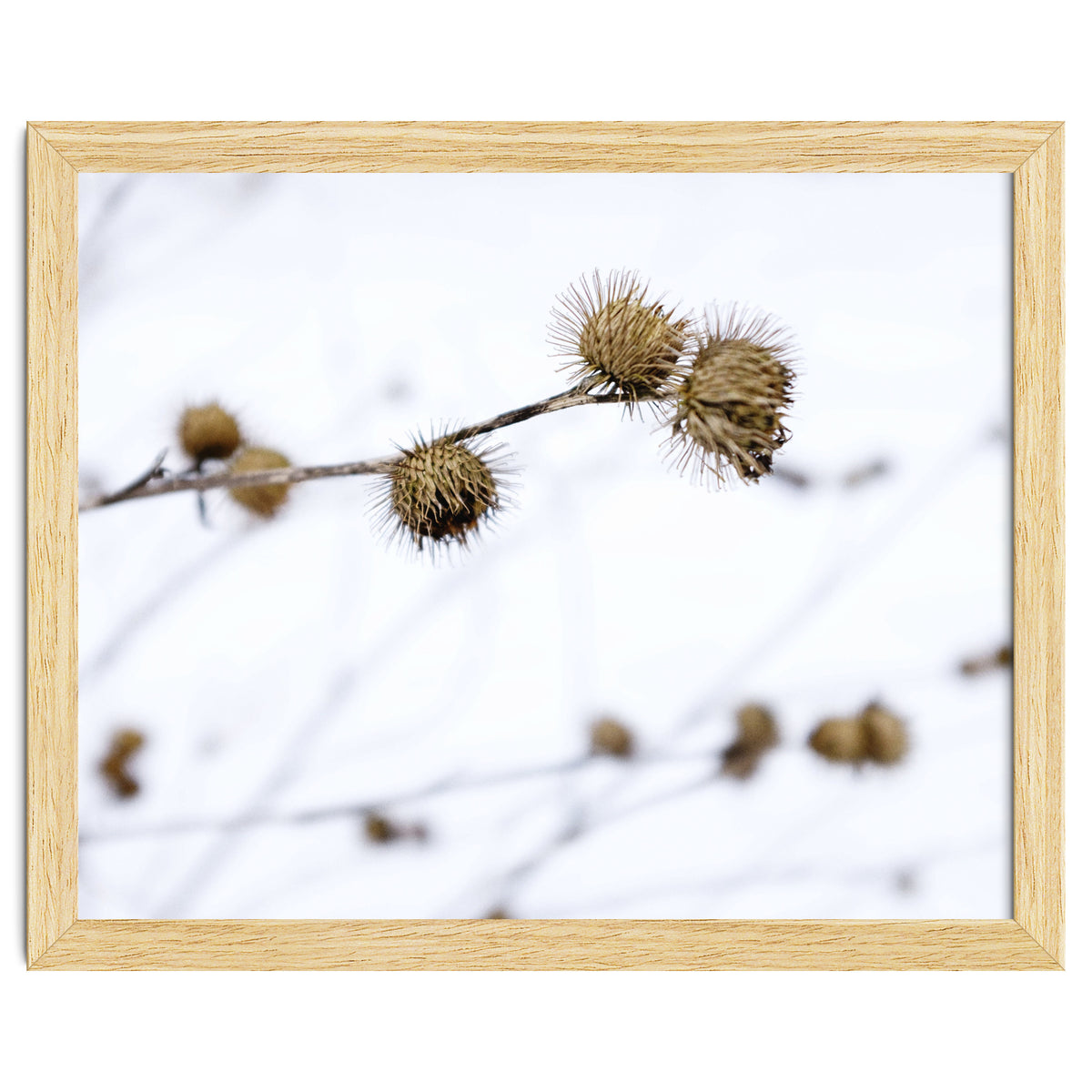 Winter Thistles