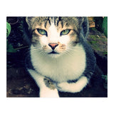 Photogenic Cat (Print Only) thumbnail