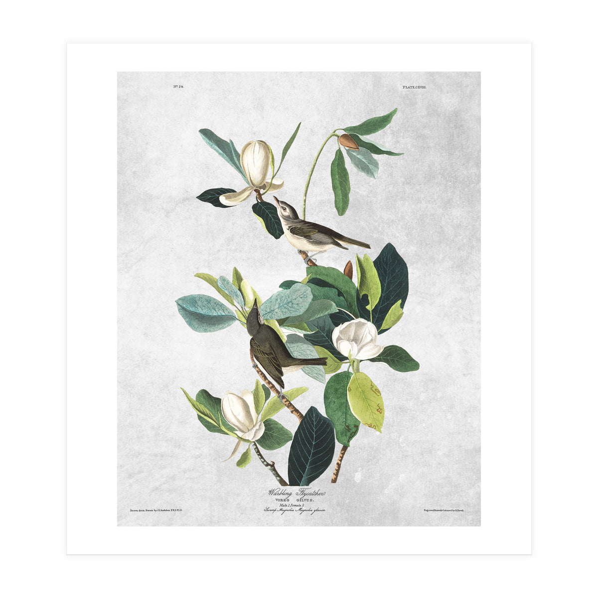 fiori e uccelli (Print Only)