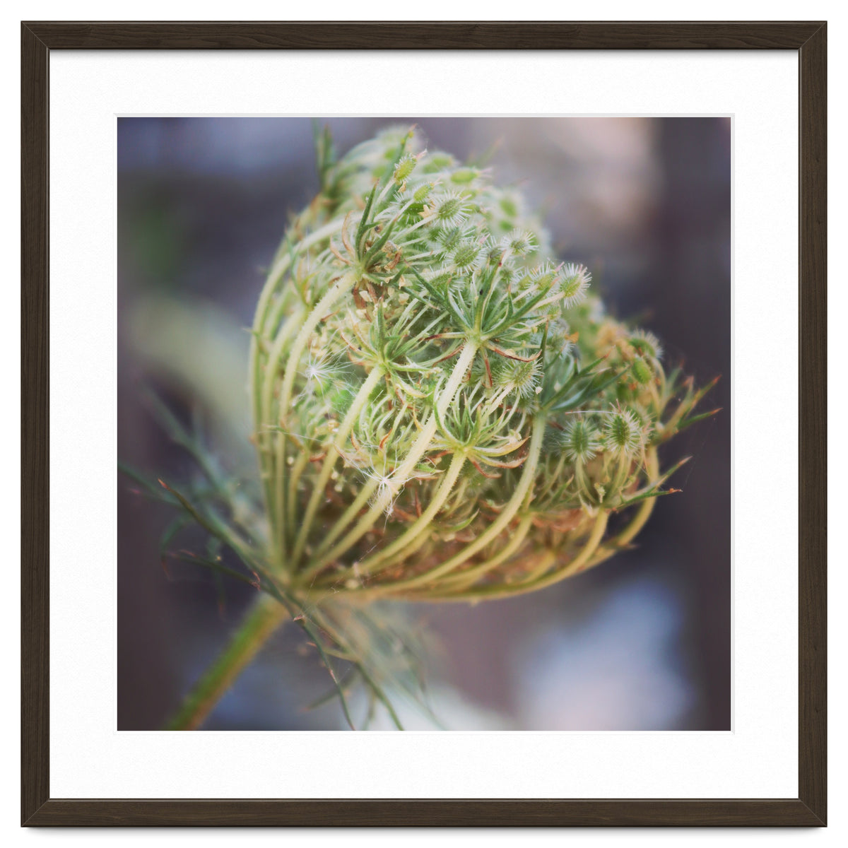 Seed head