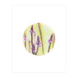 Circular Verbena (Print Only) thumbnail