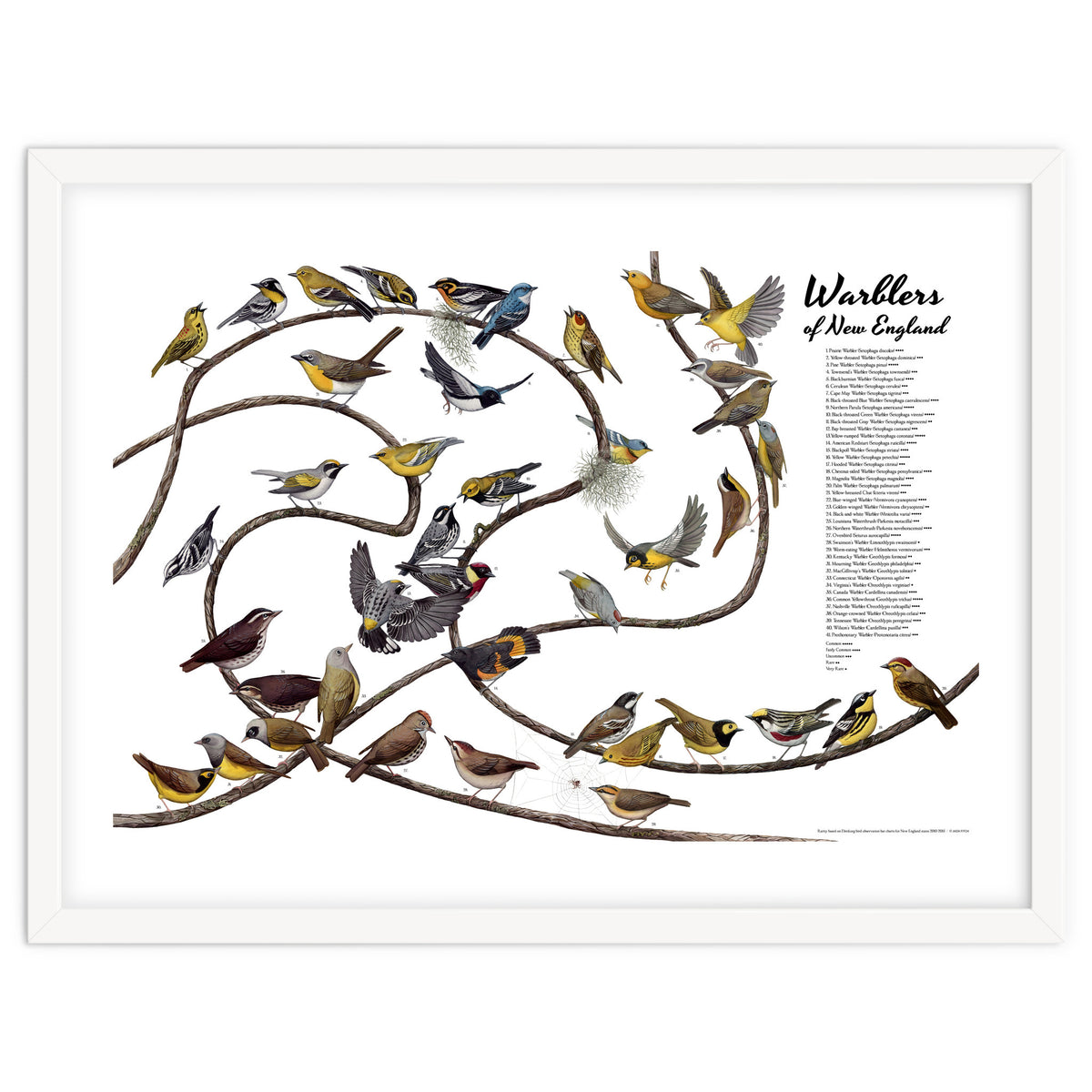 Warblers of New England