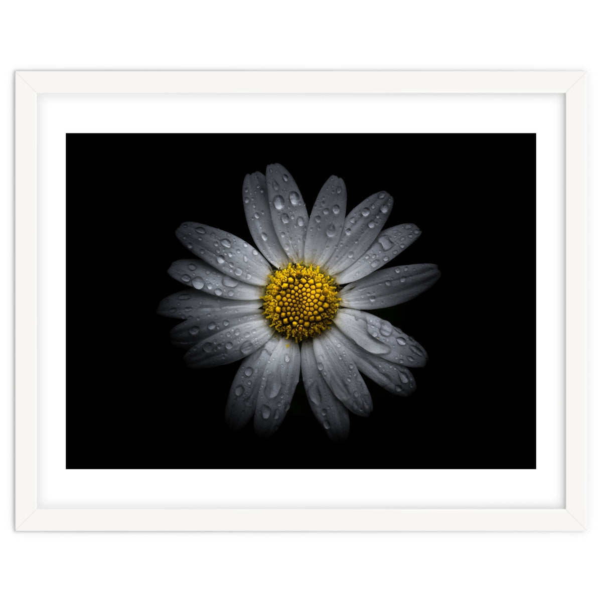 Backyard Flowers No 16 Color Version