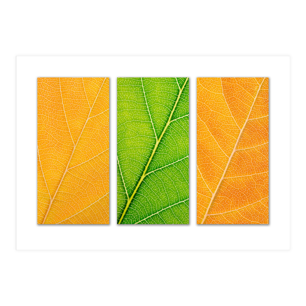 Autumn Leaves (Print Only)