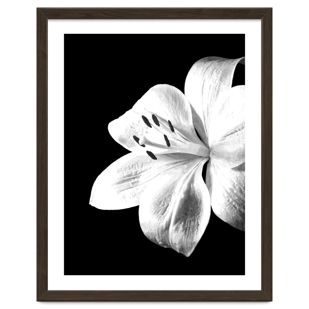 White Lily Black Background