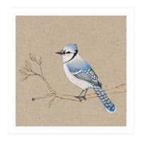 Blue jay (Print Only)