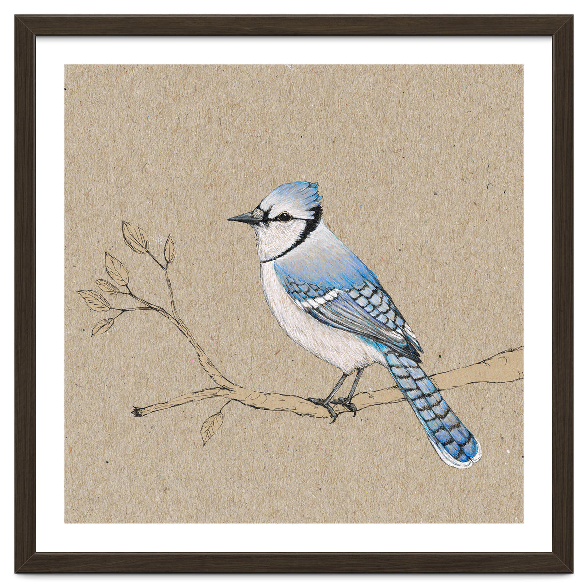 Blue jay