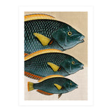 Fish Classic Designs 10 (Print Only) thumbnail