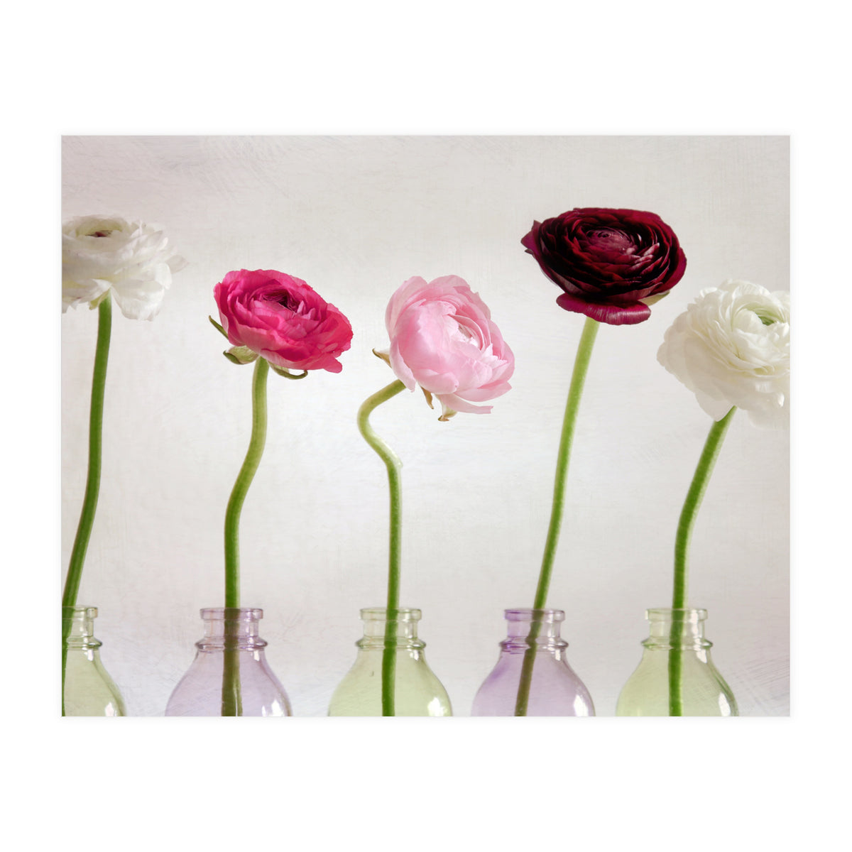 Ranunkulus (Print Only)