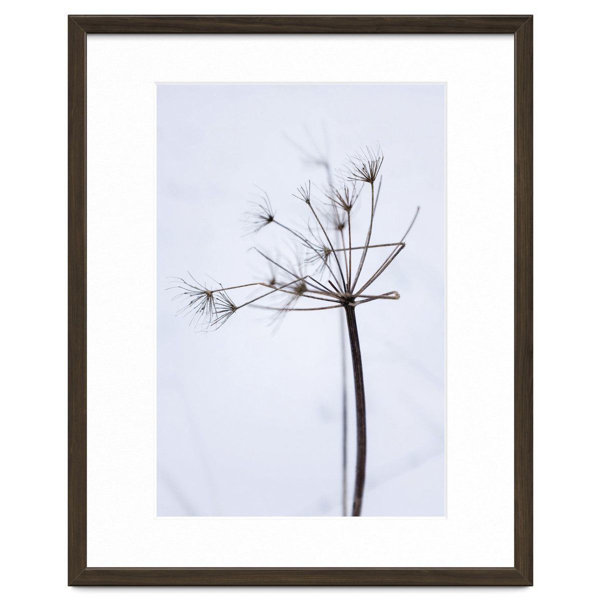 Wildflower in Winter