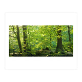 Spring Forrest (Print Only) thumbnail