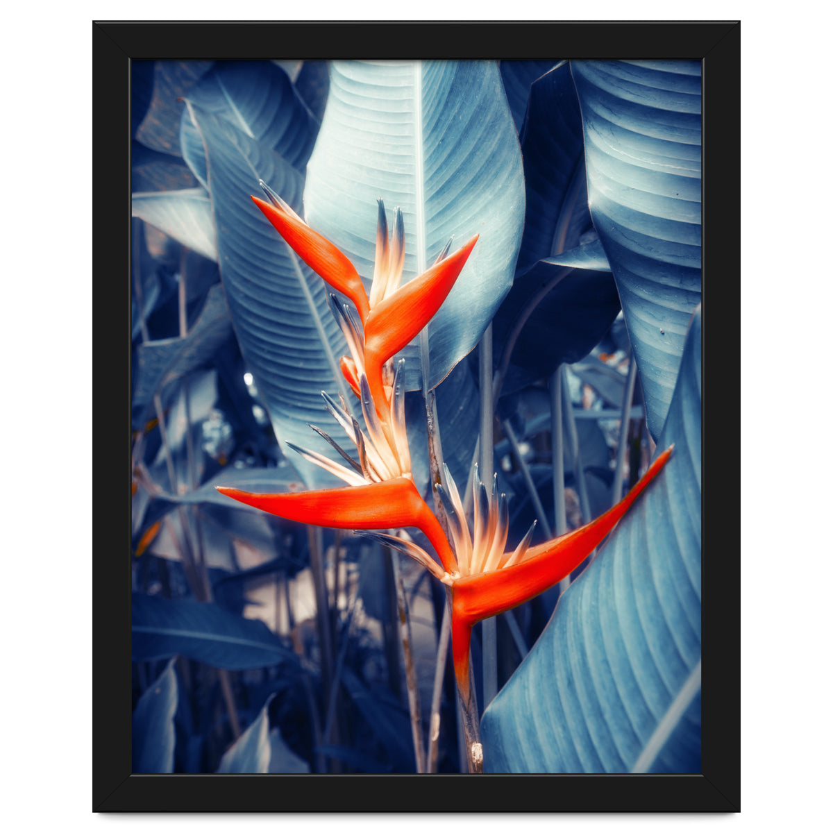 Parakeet Tropical Flower