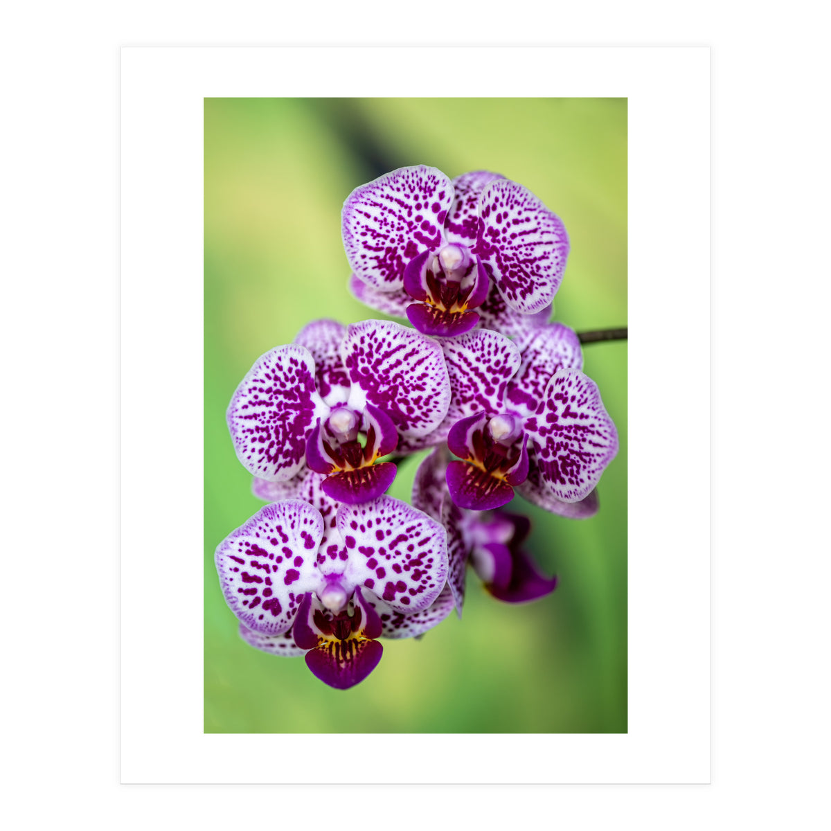 Orchidee Flower (Print Only)
