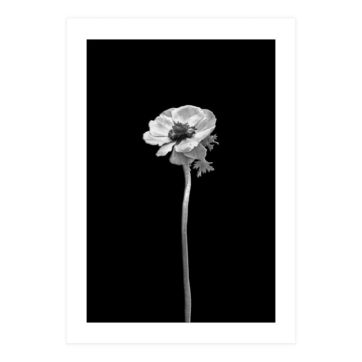 Anemone coronaria | dark design  (Print Only)