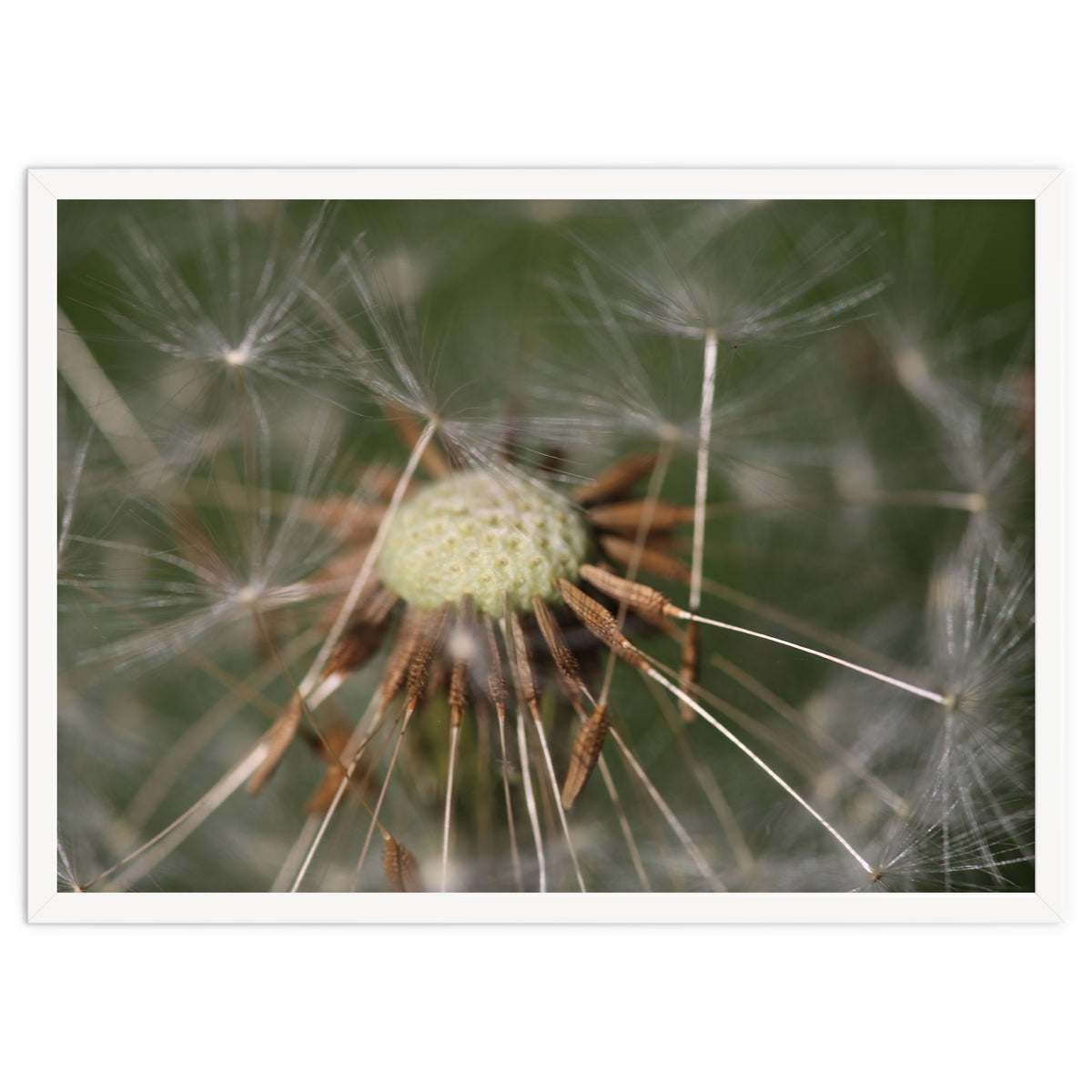 Dandelion Seeds