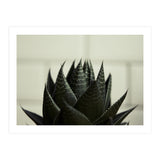 Succulent (Print Only) thumbnail
